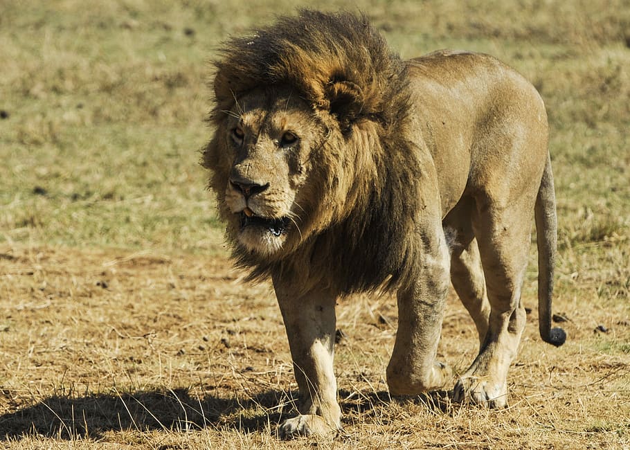 lion on brown grass, wild, predator, big cat, mane, walking HD wallpaper