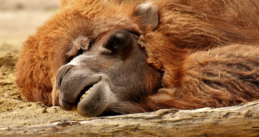 brown camel laying on dirt in close-up photo, zoo, animal, nature