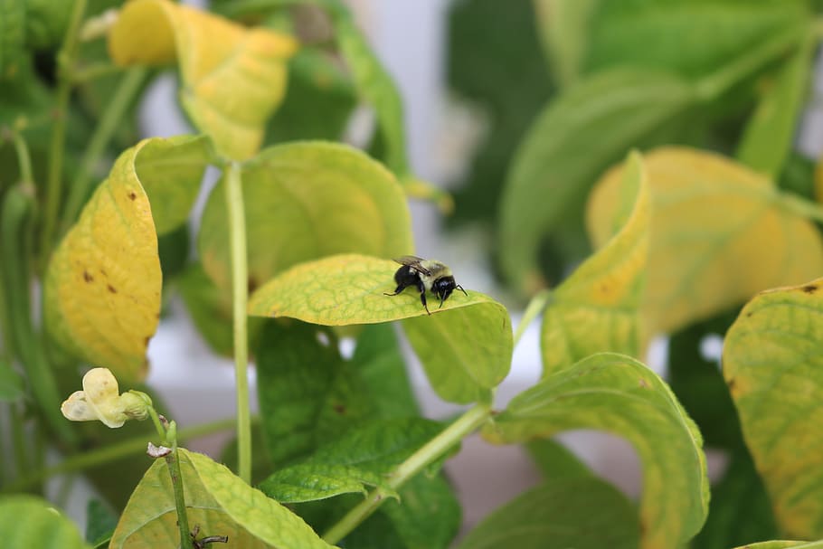 bee, leaf, leaves, nature, plant, insect, plant part, animals in the wild HD wallpaper