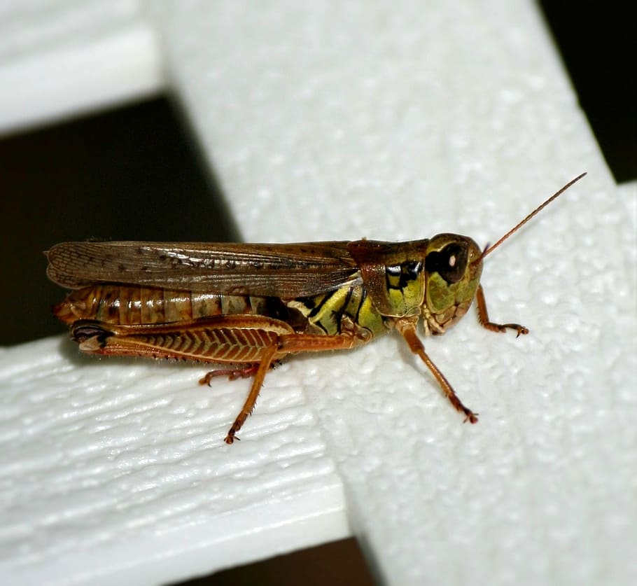 grasshopper, locust, insect, antenna, cricket, pest, bug, creature HD wallpaper