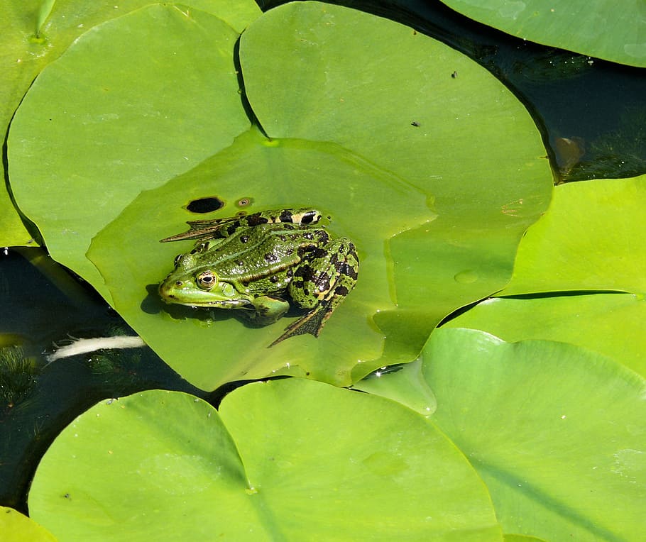 frog, lily leaf, pond, green, croak, garden, path, animal wildlife HD wallpaper