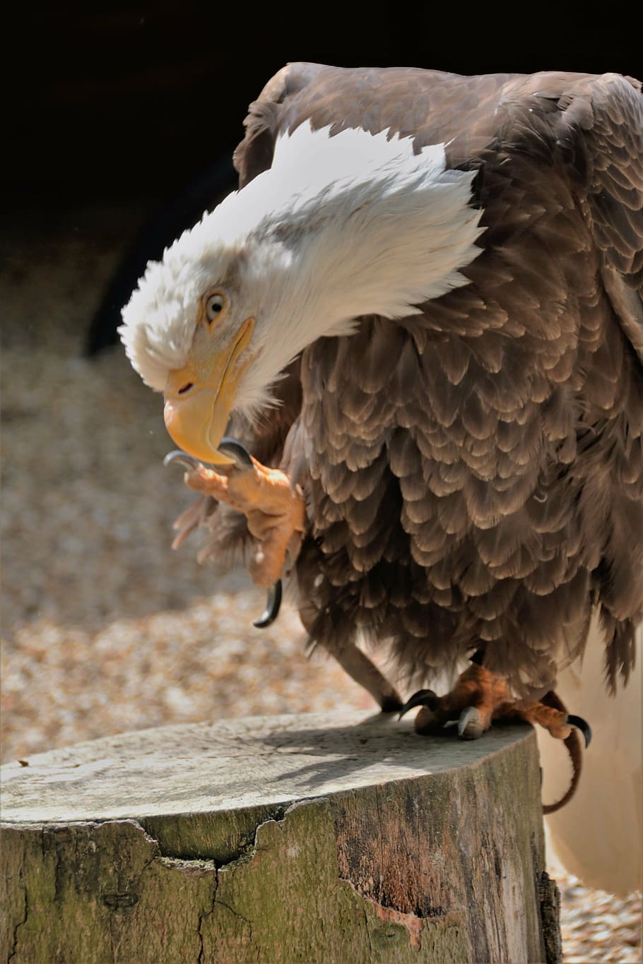 bald eagle, talon, bird, wildlife, prey, hunting, bird of prey HD wallpaper