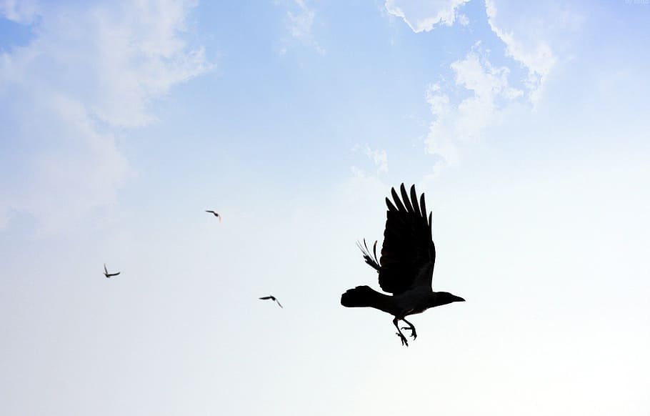 against, bird, blue, clouds, flying, hawk, sky, animal themes HD wallpaper