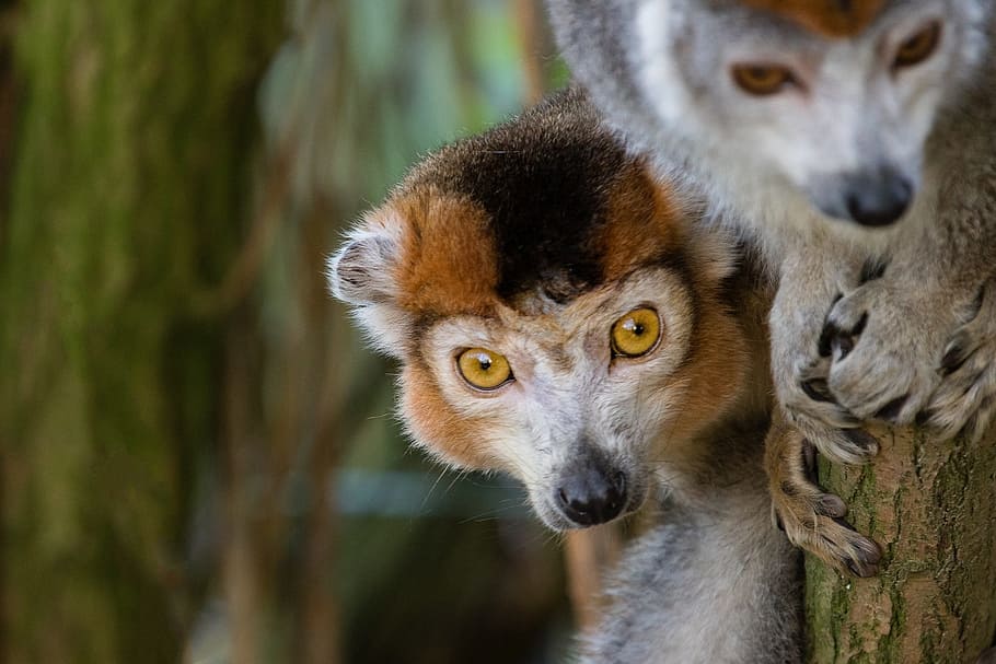 crowned lemurs, portrait, looking, primates, zoo, heads, habitat HD wallpaper