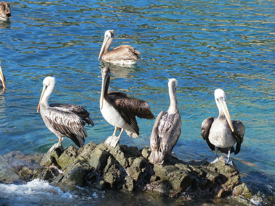 pelicans, sea, rocks, ave, summer, bird, animals in the wild HD wallpaper