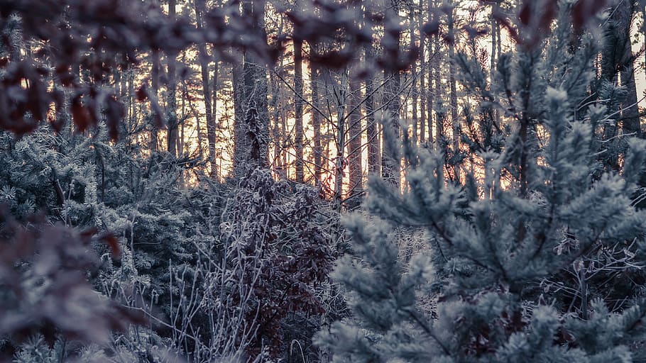winter, forest, cold, sunset, twilight, snow, fog, trees, wintry HD wallpaper