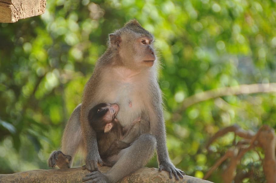 Baby Monkey, Asia, animals in the wild, animal themes, animal wildlife HD wallpaper