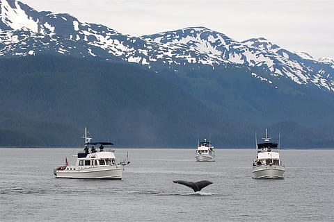 alaska, whale, tail, ocean, sea, wildlife, humpback, marine HD wallpaper