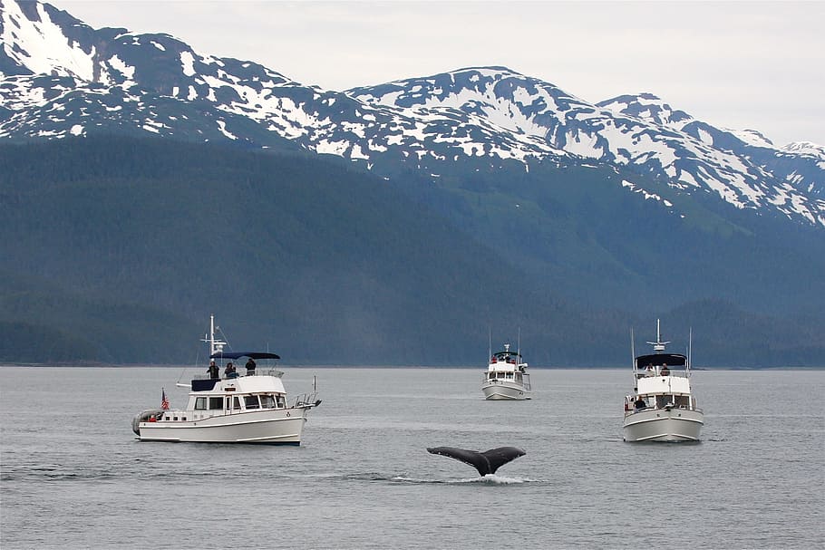 alaska, whale, tail, ocean, sea, wildlife, humpback, marine HD wallpaper