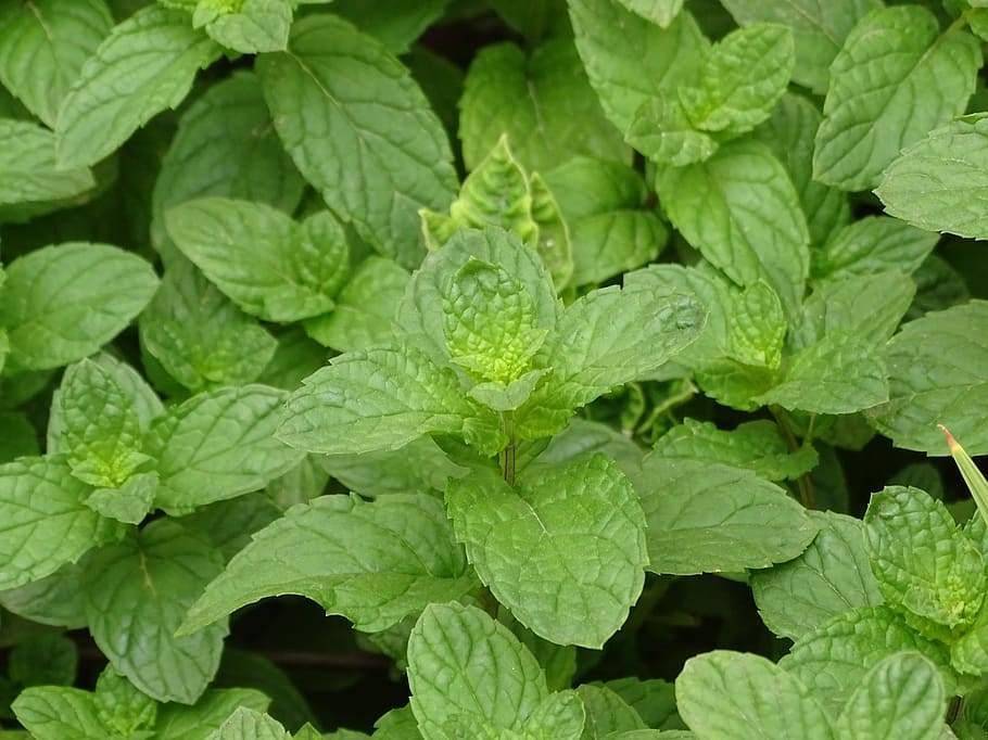 Mint, Gardener, Macro, Green, Plants, nature, green color, vegetable HD wallpaper