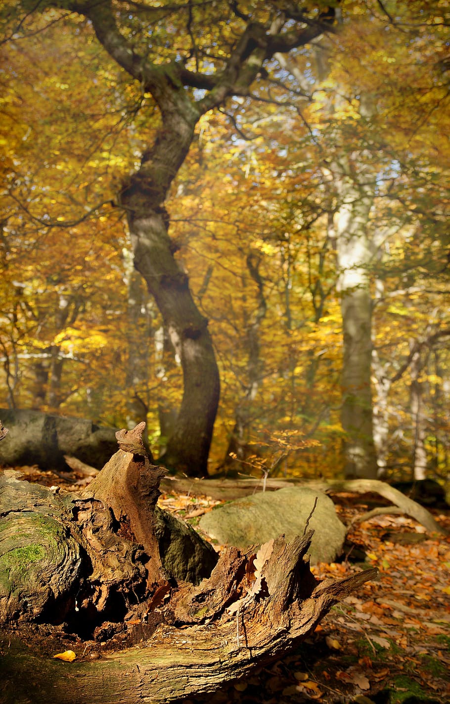 Tree, Beech, Wood, Yellow, autumn, forest, light, autumn leaves HD wallpaper