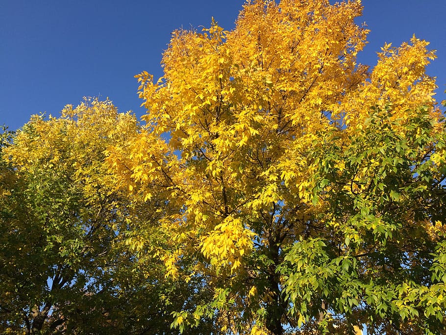 Tree, Nature, autumn, leaf, yellow, forest, outdoors, season HD wallpaper