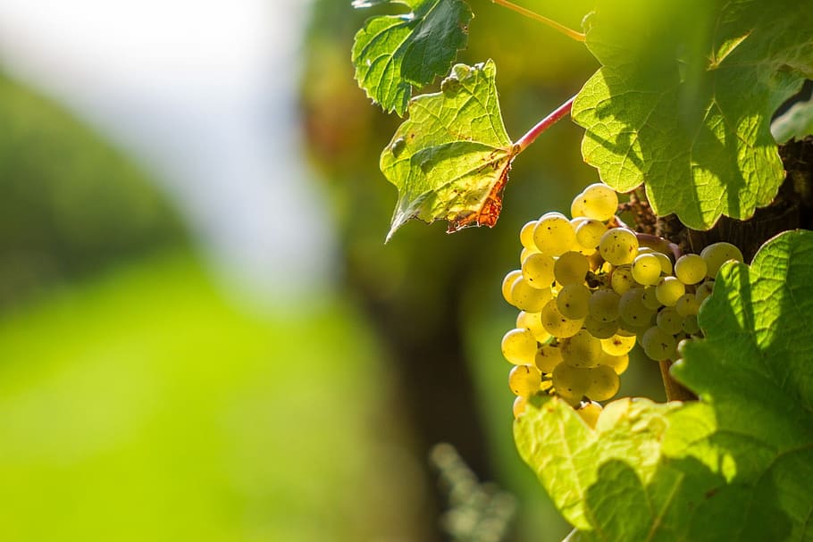 selective focus photography of green grapes, vine, grapevine HD wallpaper