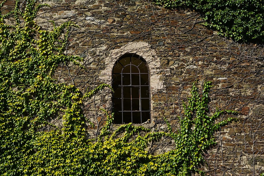 green leaf plant near arch concrete window, wall, stone wall