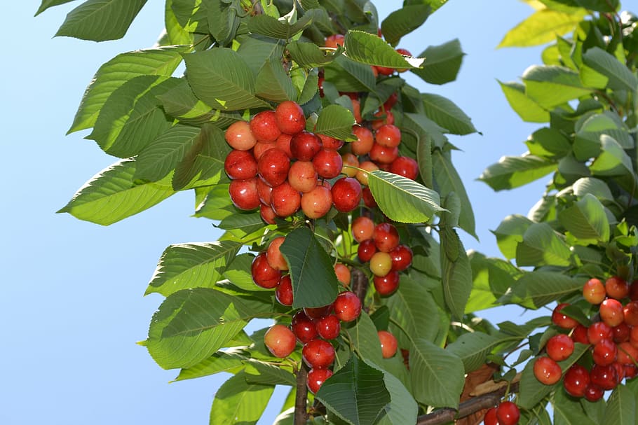 cherries, nature, fruit, summer, season, plant part, leaf, food and drink HD wallpaper