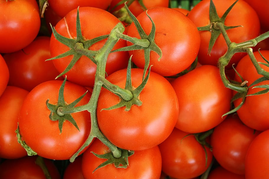 close up photography of red tomatoes, vegetable, vine, green HD wallpaper