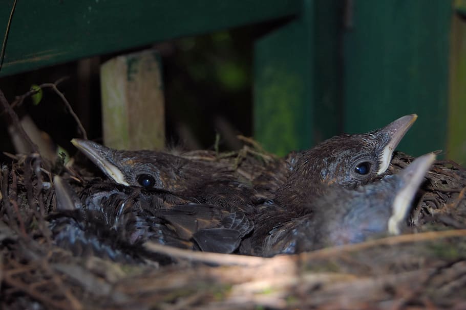 blackbird nest, blackbirds, chicken, blackbird kücken, young birds, HD wallpaper