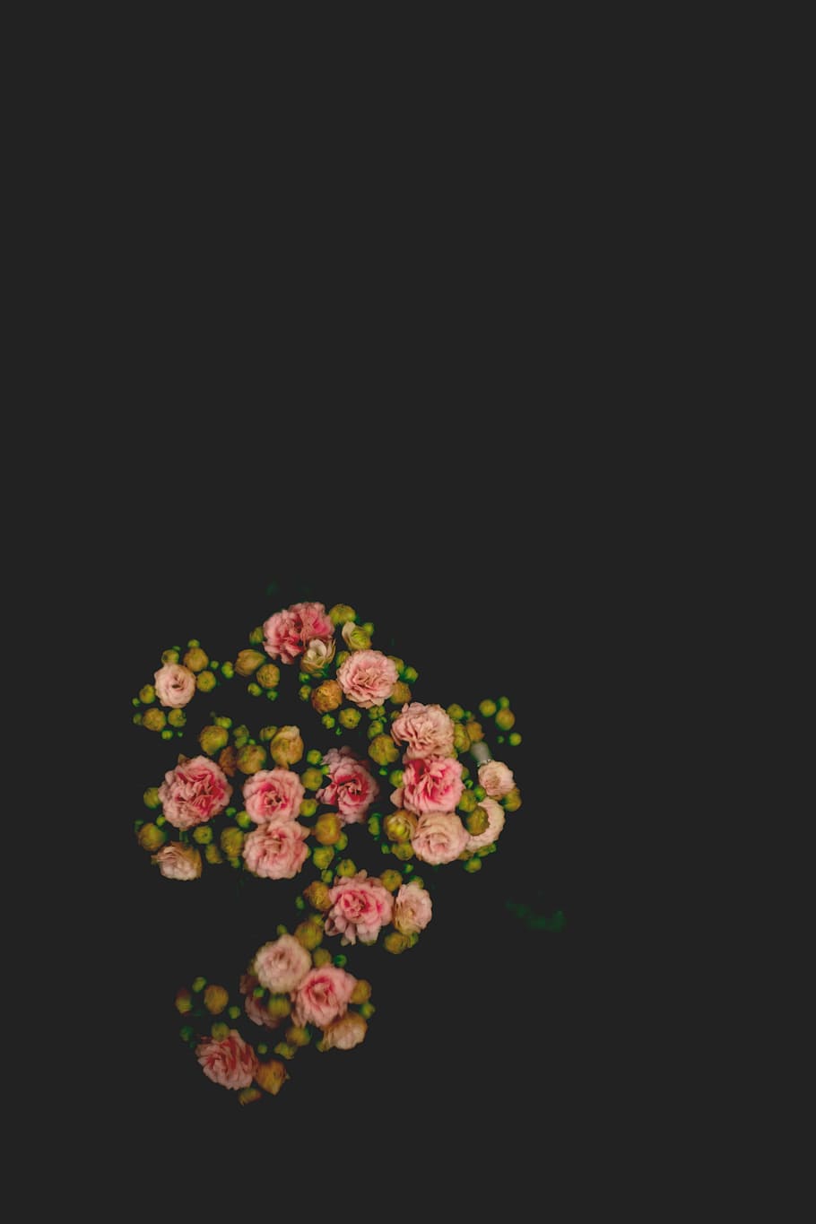 red flowers, spring, nature, minimalism, 9, dark, flowering plant HD wallpaper