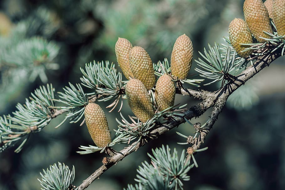 tree, cone, evergreen, conifer, pine, plant, garden, park, woods HD wallpaper