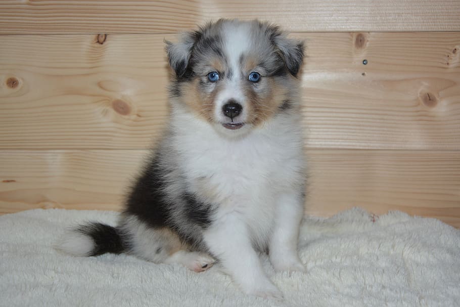 HD wallpaper: puppy, shetland sheepdog, dog olympus, color blue merle, bitch - Wallpaper Flare