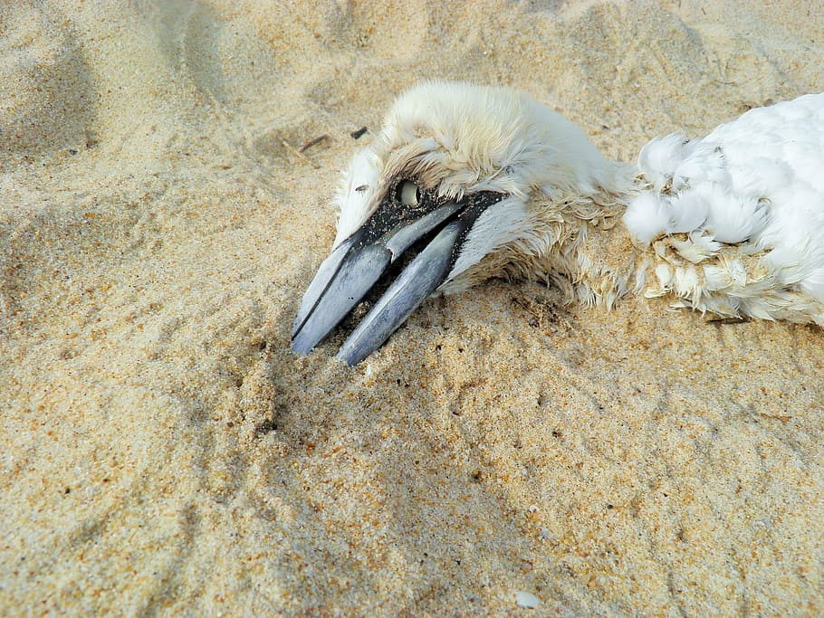 death, dead bird, beach, environment, nature, sand, pollution HD wallpaper