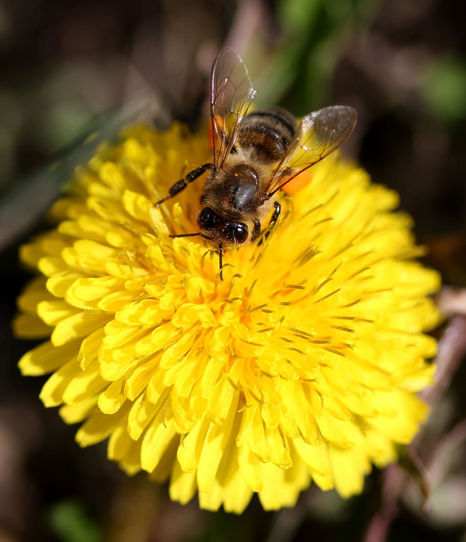 dandelion, bee, yellow, pollen, insecta, diligent, flower, nature HD wallpaper