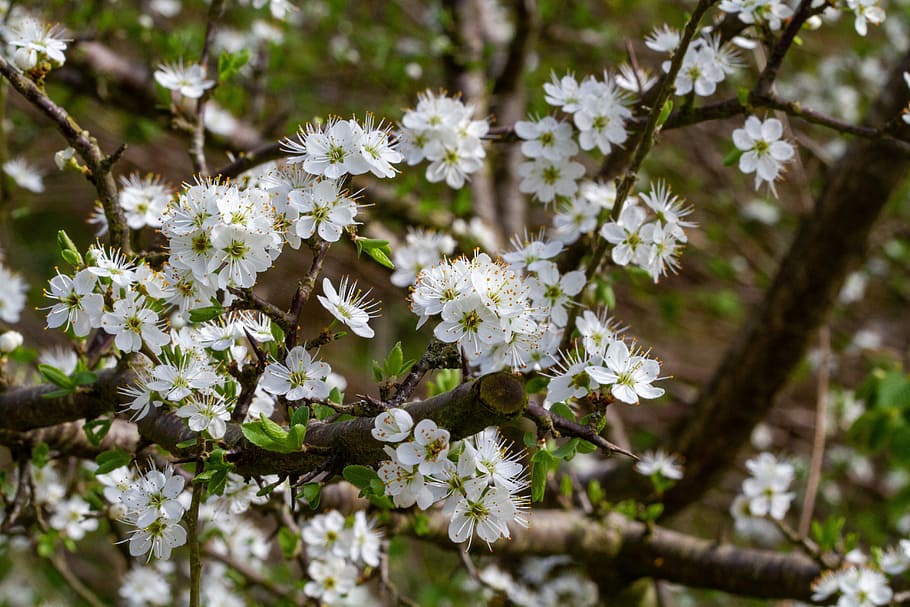 tree, flower, branch, nature, flora, plant, flowering plant HD wallpaper