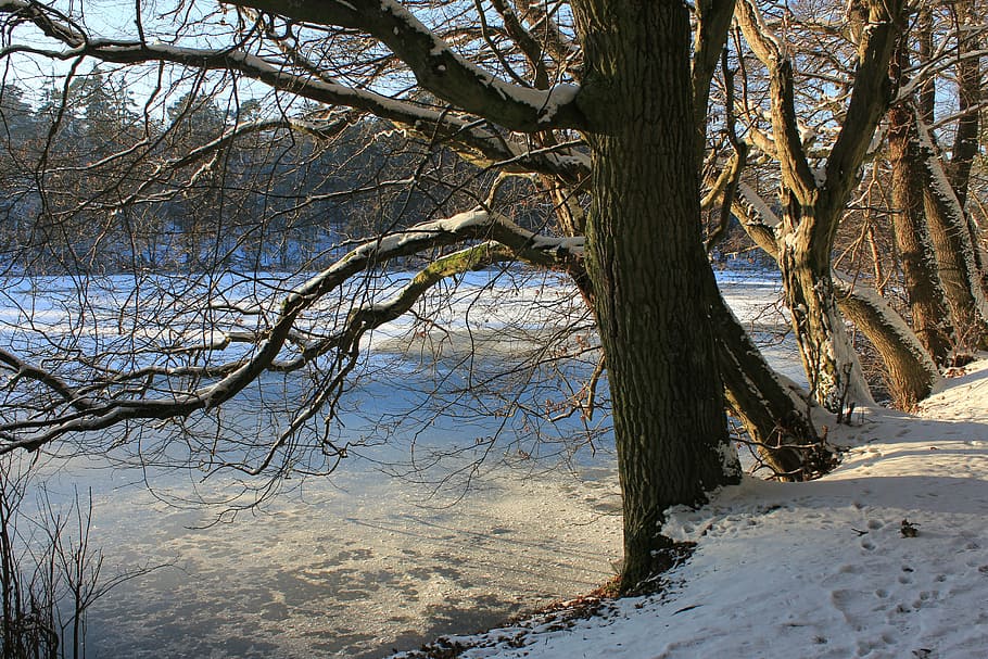 wintersee, tree, nature, landscape, snow, plant, cold temperature HD wallpaper