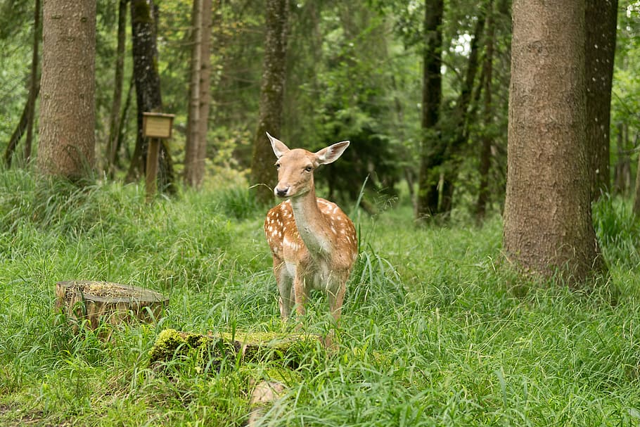 wood, nature, grass, tree, summer, roe deer, kitz, forest, green HD wallpaper