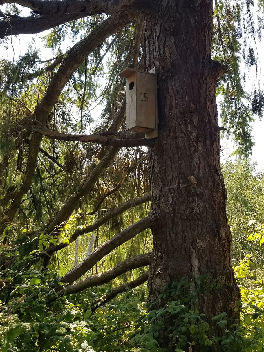 birdhouse, tree, forest, plant, tree trunk, nature, growth HD wallpaper
