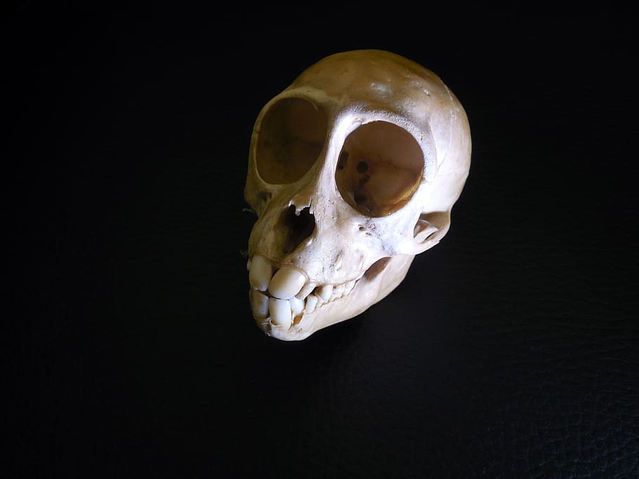 skull, bone, skeleton, skull bone, skull and crossbones, weird HD wallpaper