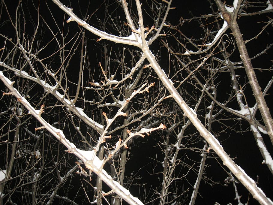 Winter, Tree, Snow, Cold, Nature, Frost, january, december HD wallpaper
