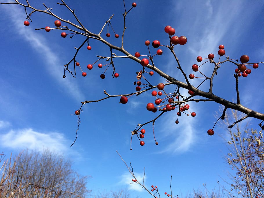 crab apples, fruit, branch, tree, autumn, sky, healthy eating HD wallpaper