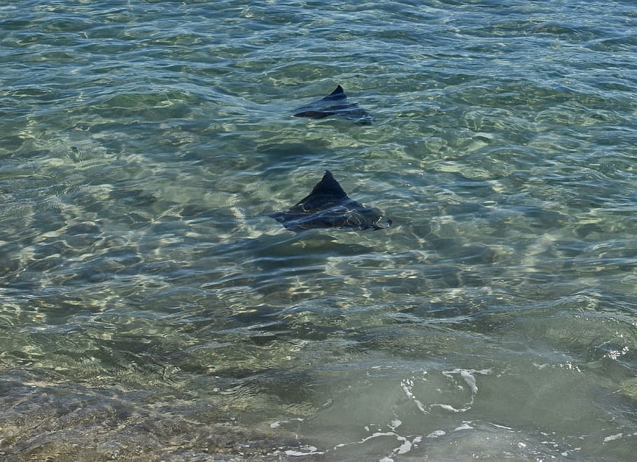 stingray, fish, migration, animal, nature, gulf of mexico, water HD wallpaper