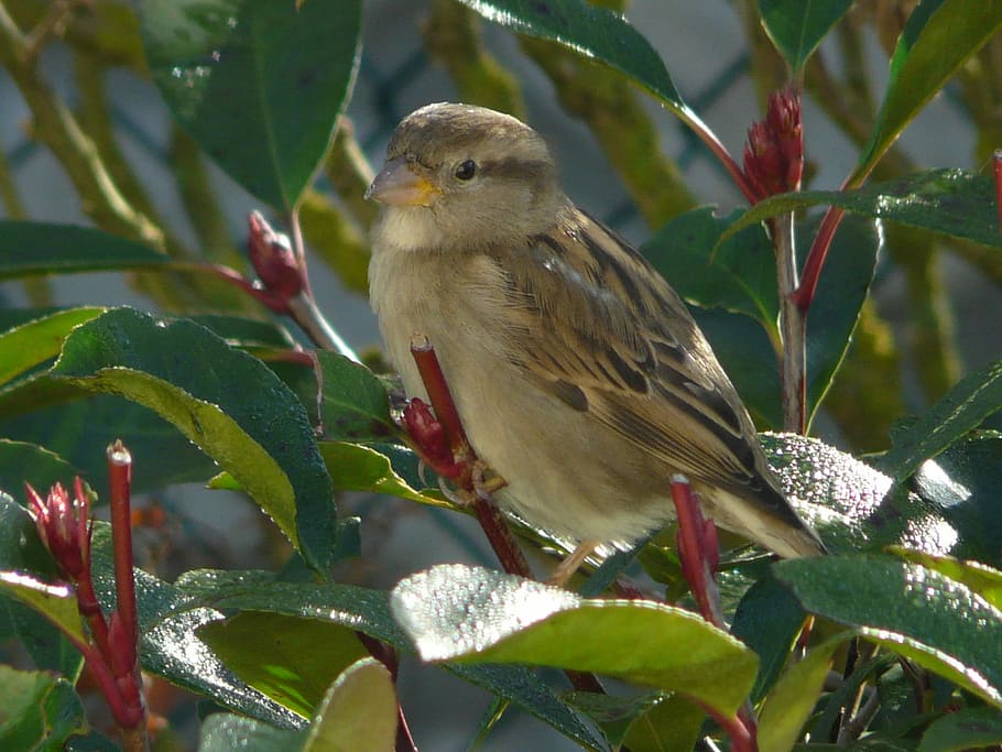 Sparrow, Bird, Linnet, Animal, Close, zoom, one animal, animal wildlife HD wallpaper