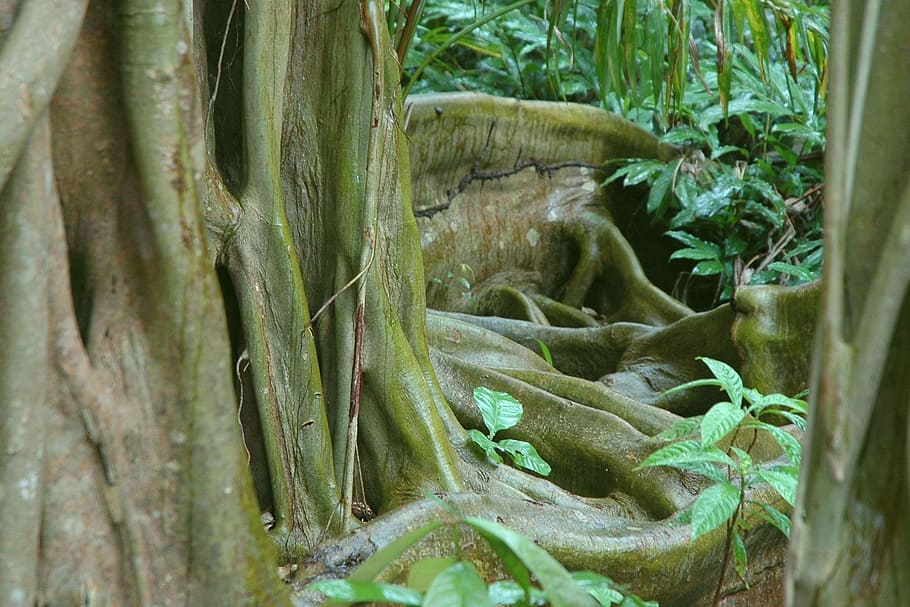 green leafed plant, Root, Jungle, Belize, Tree, Organic, agriculture HD wallpaper