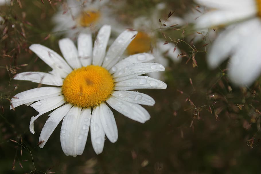 flower, summer, daisy, flowering plant, vulnerability, fragility HD wallpaper