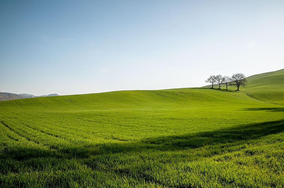 four tree on green field, hill, sky, blue, spring, sunset, nature HD wallpaper