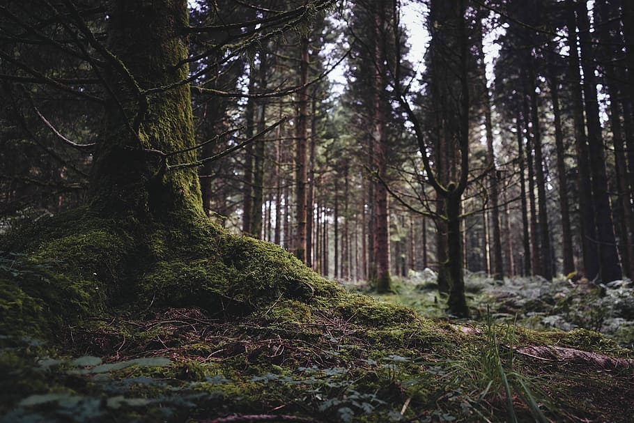 green grass on trees, forest full of trees, undergrowth, plant HD wallpaper