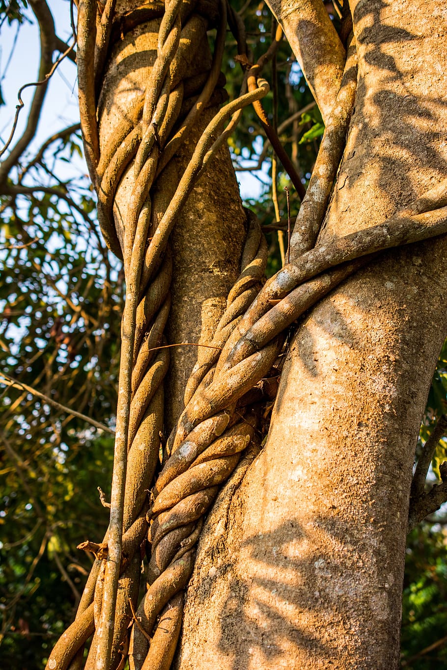 Creeper, Log, Tree, Bark, Climber, Liane, tree trunk, root HD wallpaper