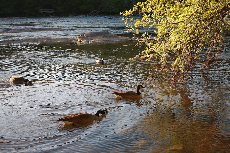 river, duck, nature, scenery, water, group of animals, animal themes HD wallpaper