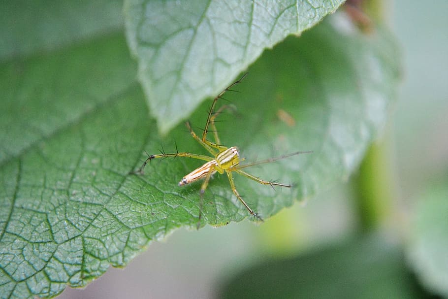 spider, tiny spider, nature, animal, insect, pest, prey, eat HD wallpaper