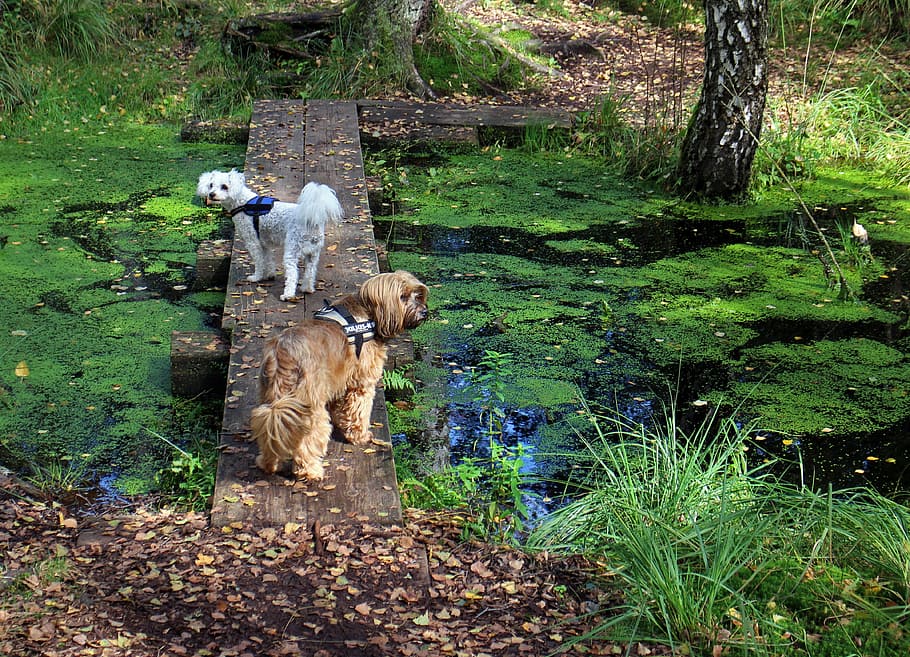 animals, dog, web, boardwalk, transition, water, lake, nature HD wallpaper
