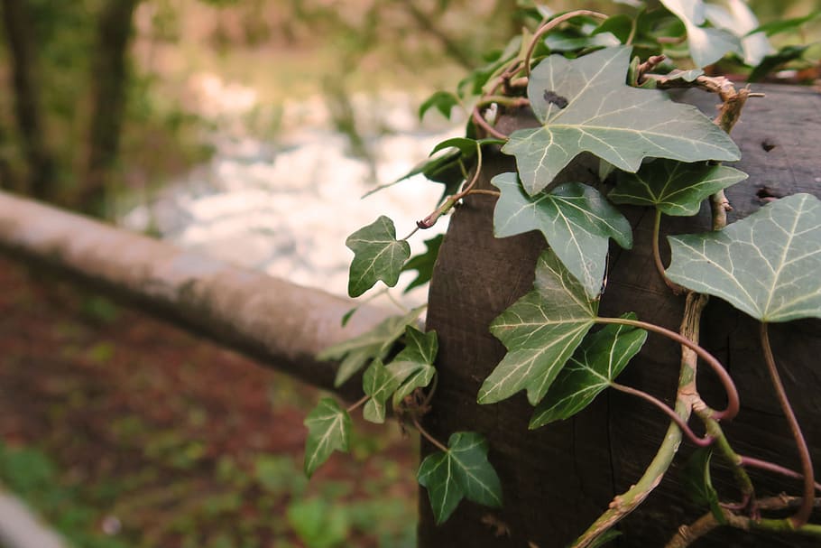 cold, winter, ivy, leaf, plant part, growth, nature, green color HD wallpaper