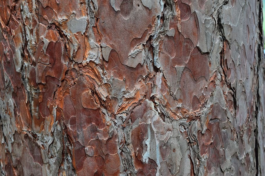 brown wood bark, Tree Bark, Red Pine, Nature, forest, trunk HD wallpaper