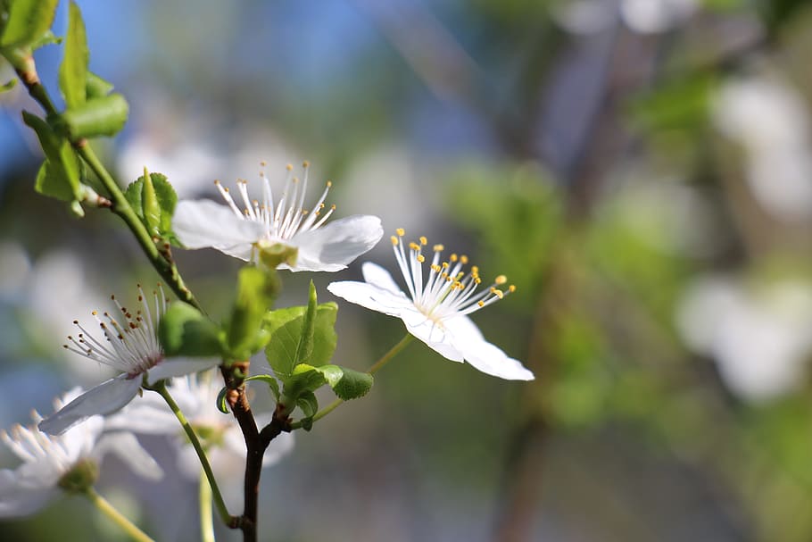 flowers, cherry, cherry blossoms, spring, white flowers, plant HD wallpaper