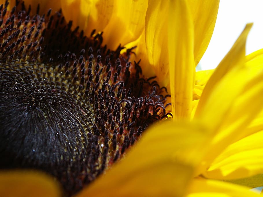 Sun Flower, Yellow, Macro, selective focus, close-up, backgrounds HD wallpaper