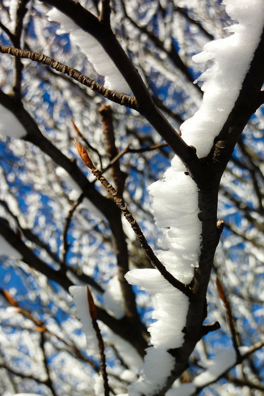 tree, snow, mountain, nature, cold, winter, frozen, sky, white HD wallpaper