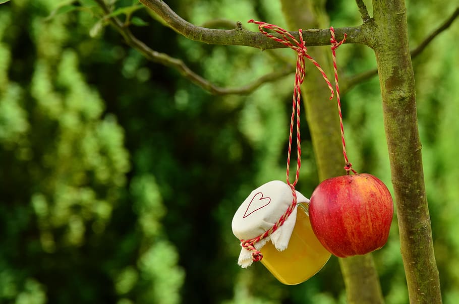 apple fruit and jar hang on tree, apple tree, apple compote HD wallpaper