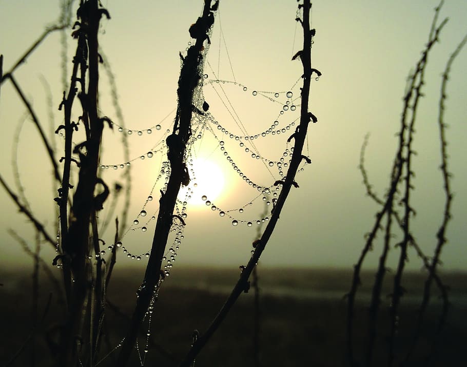 water droplets on plants, spider web with water dew at daytime HD wallpaper